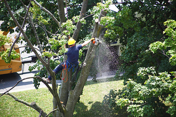 How Our Tree Care Process Works  in  Glencoe, IL